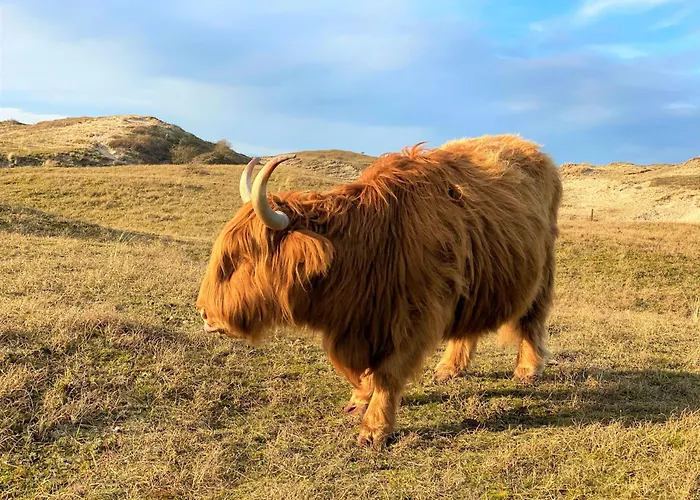 Apartman Beachvibes Egmond aan Zee